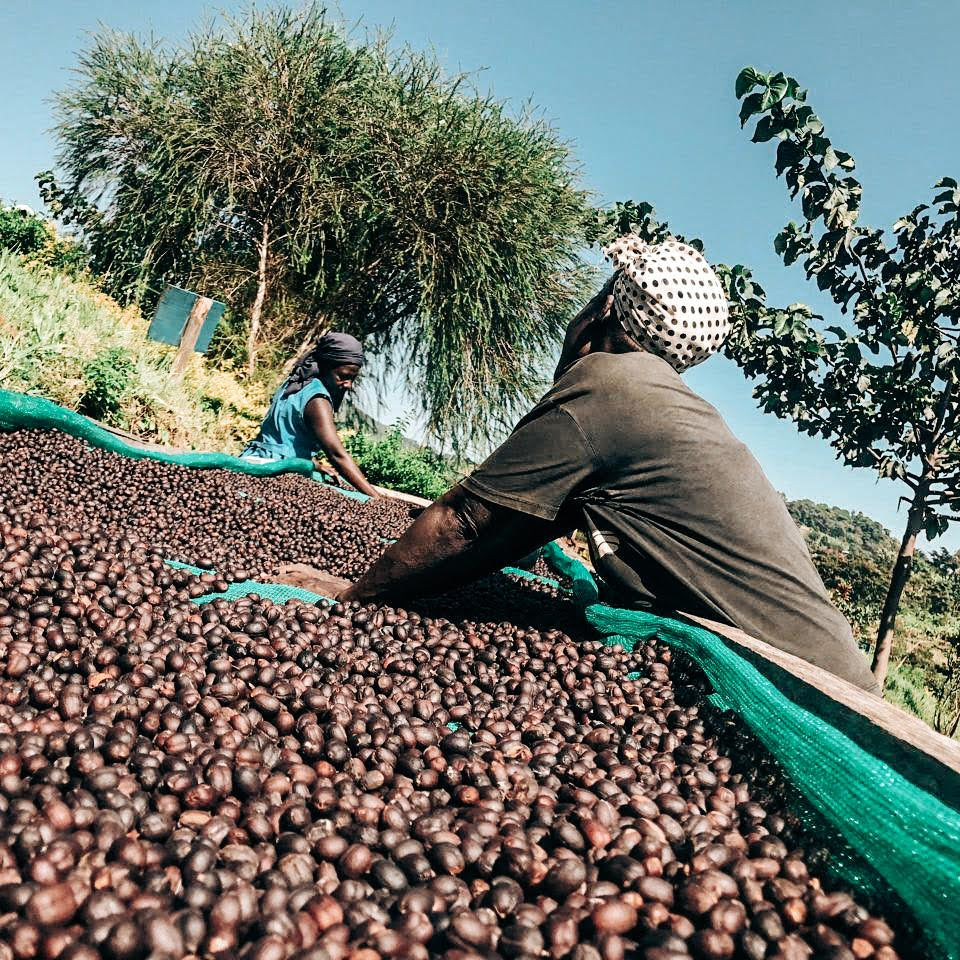 Two people working with coffee beans on a large green surface outdoors.