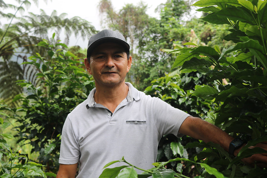 Man standing among coffee plants in a coffee farm