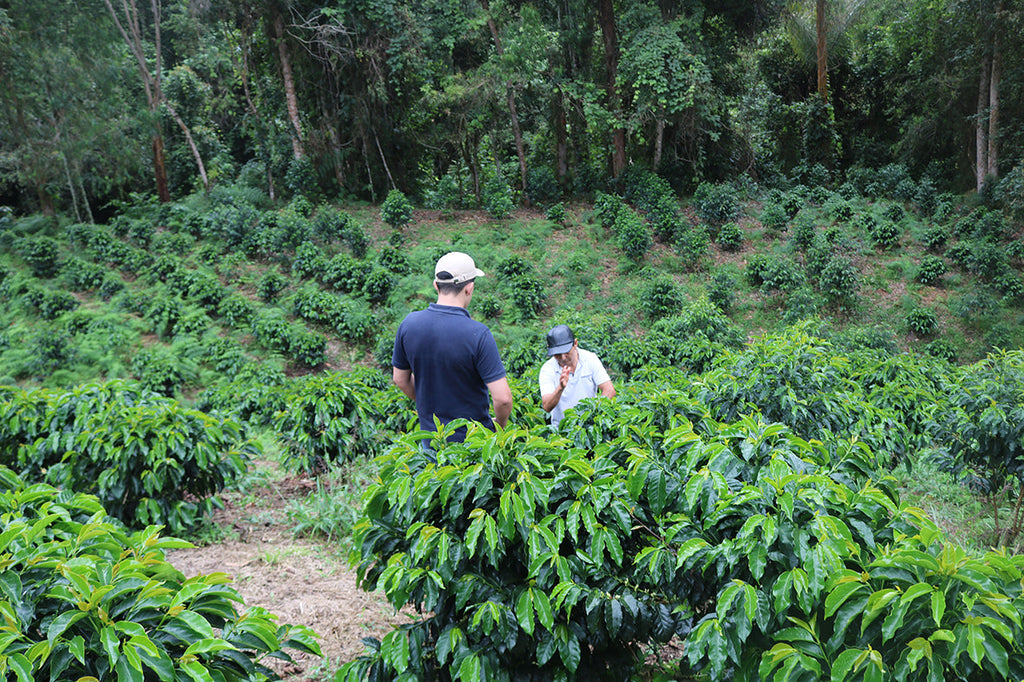 Two people in a coffee plantation surrounded by greenery