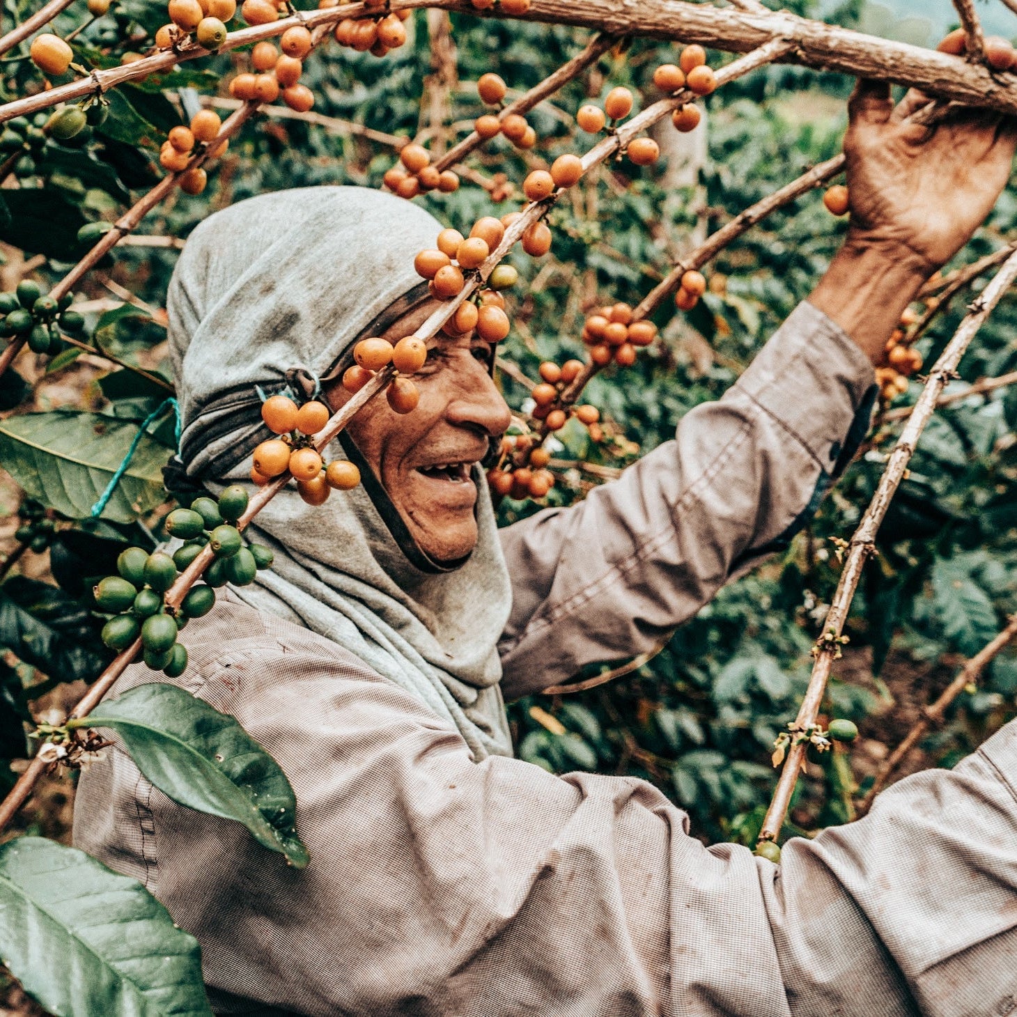 Person harvesting coffee beans from a tree