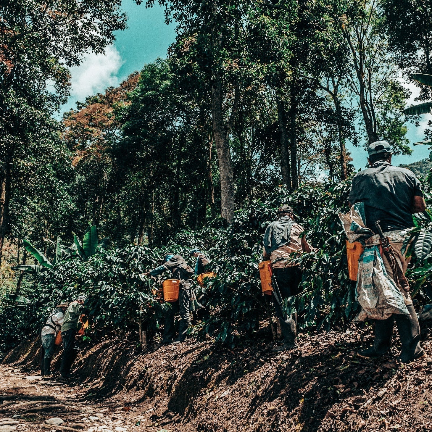 Workers tending to coffee plants in a lush green forest