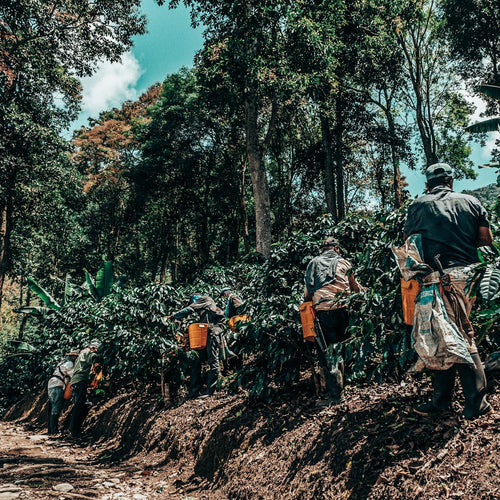 Workers tending to coffee plants in a lush green forest